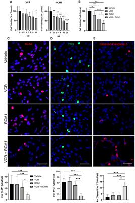 Improving anti-tumor efficacy of low-dose Vincristine in rhabdomyosarcoma via the combination therapy with FOXM1 inhibitor RCM1